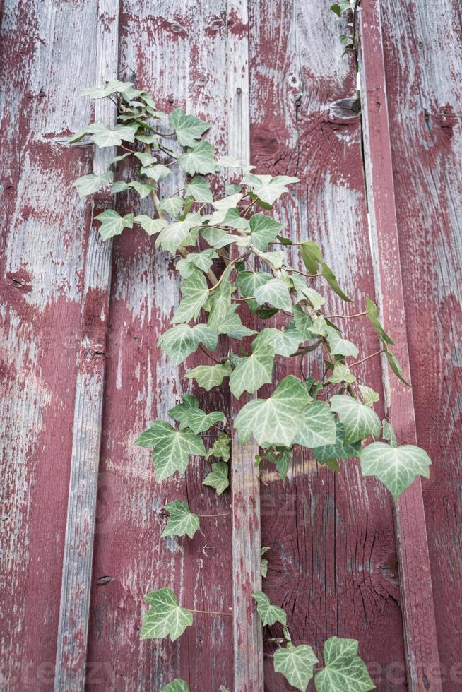 plant leaf on a wooden wall photo