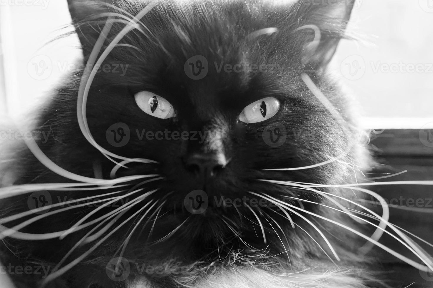 Portrait of a cat with very long white whiskers photo