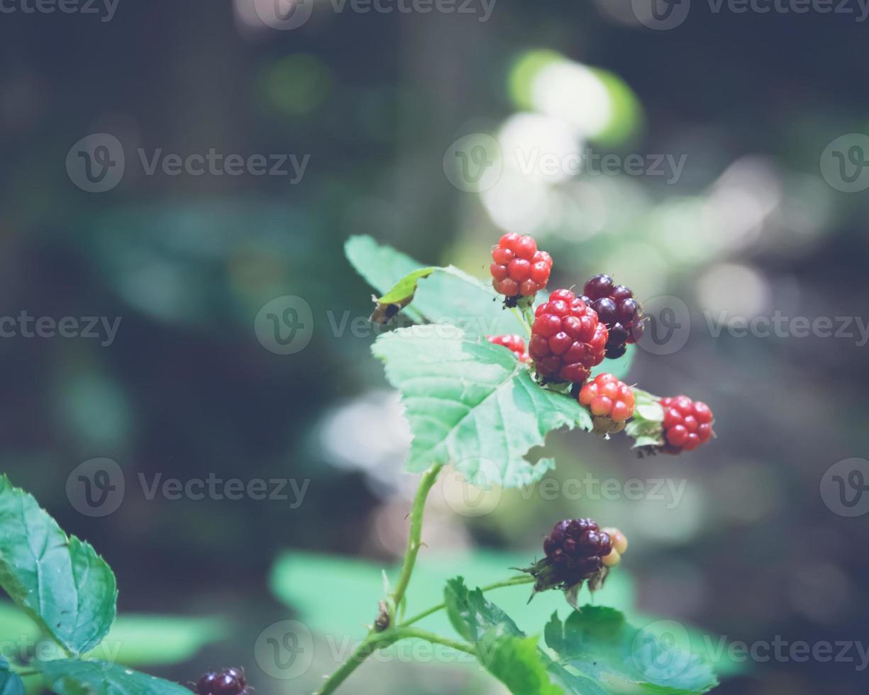 Berries in nature photo