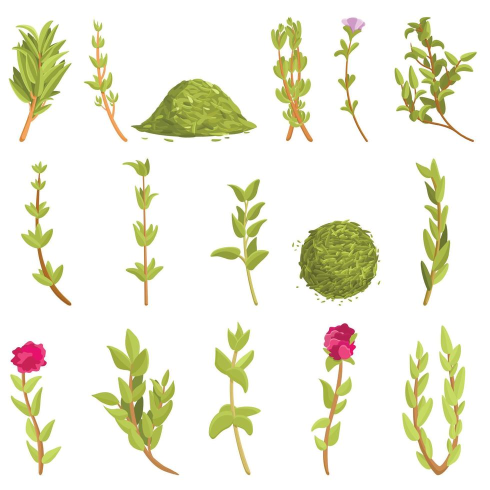 Thyme icons set, cartoon style vector