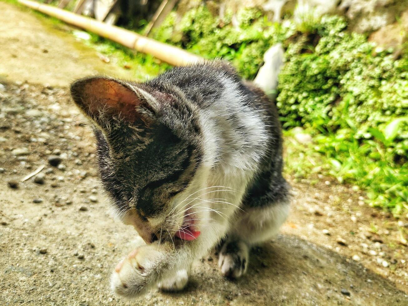 un gato en la calle se lame la pata izquierda con la lengua mientras está sentado foto