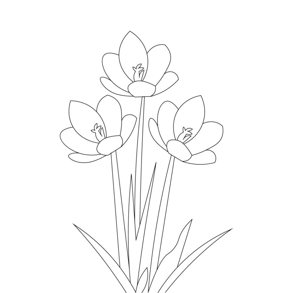 crocus flower pencil line drawing of vector graphic outline on white background
