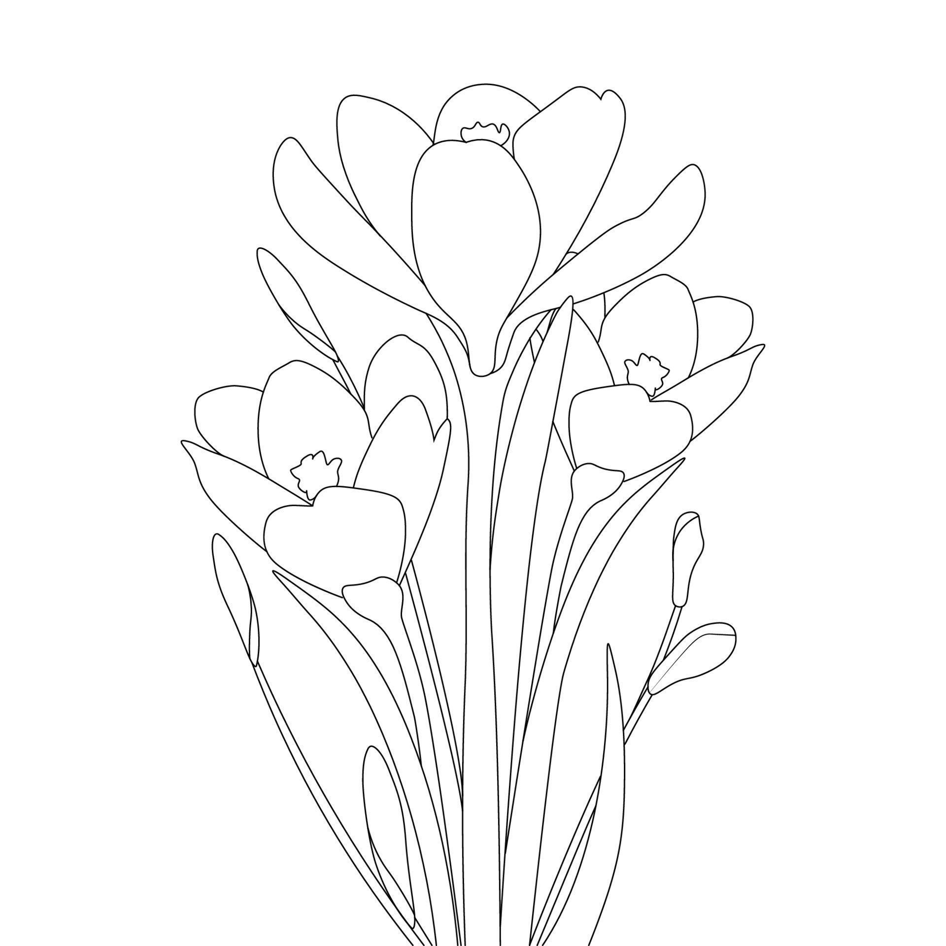 crocus flower coloring page and with saffron flower hand drawn line art
