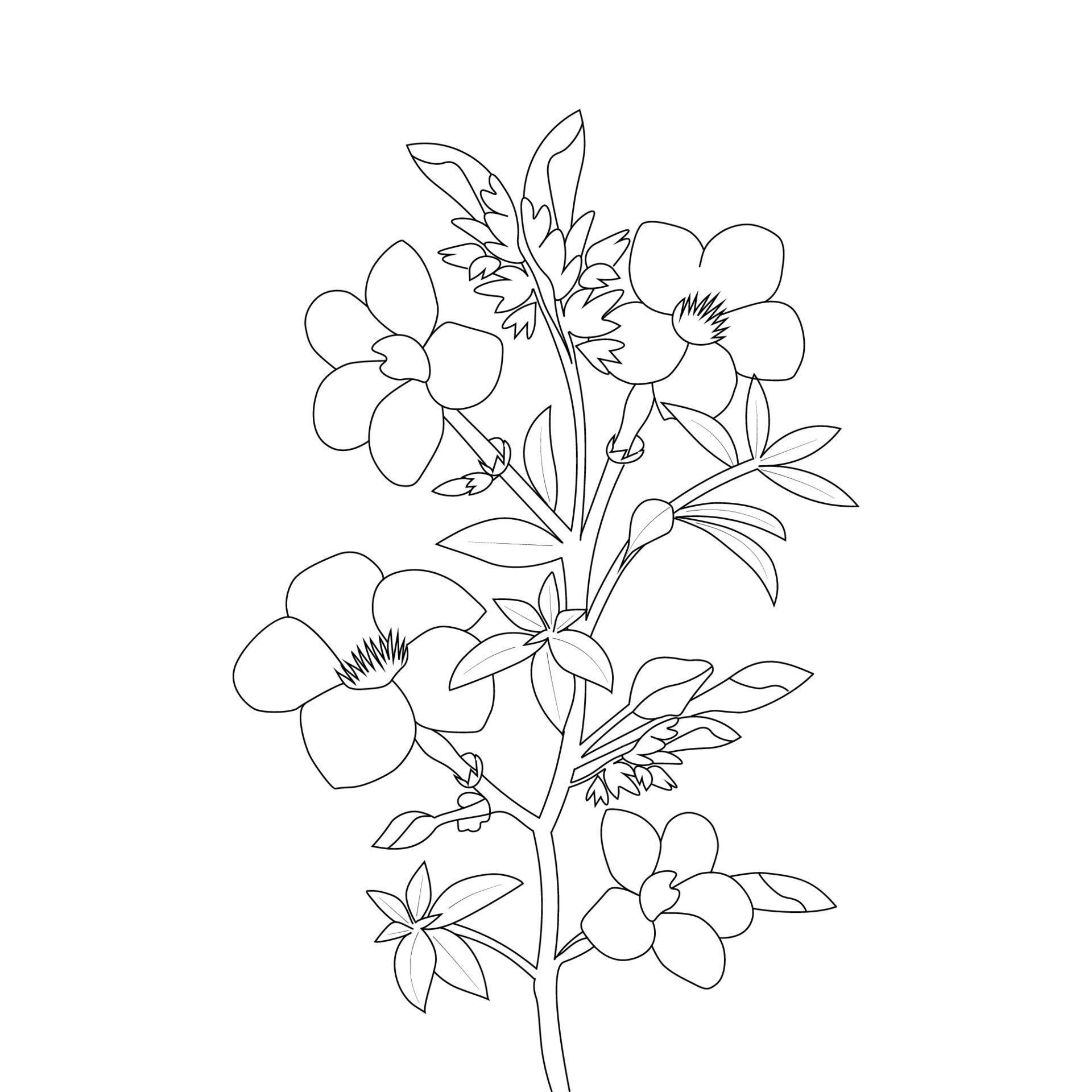 allamanda flower coloring page line art with blooming petals and leaves illustration 9002260
