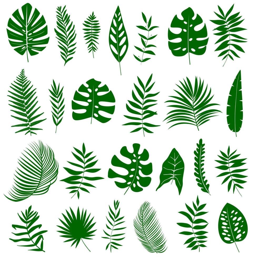 Set of tropical leaves in silhouettes. Palm, monstera, banana tree, fern. vector