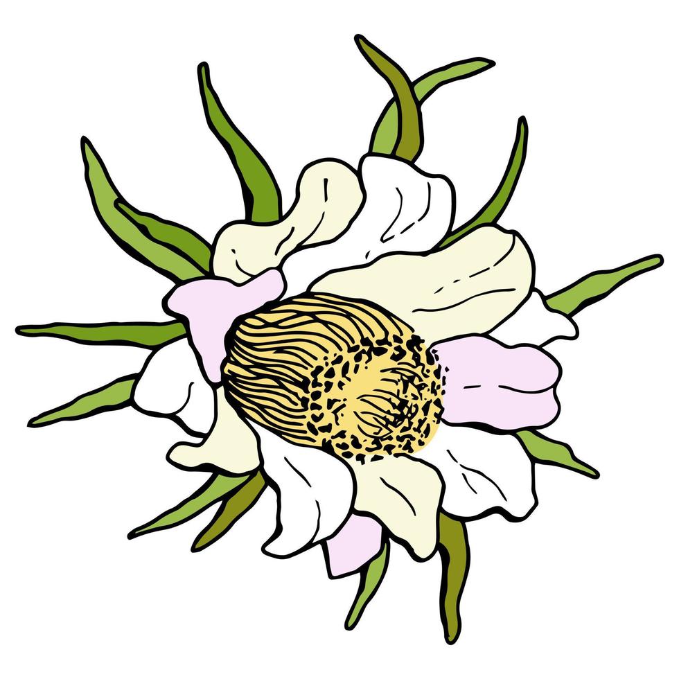 Pitahaya flower. White background, isolate. Cartoon style. Vector illustration.