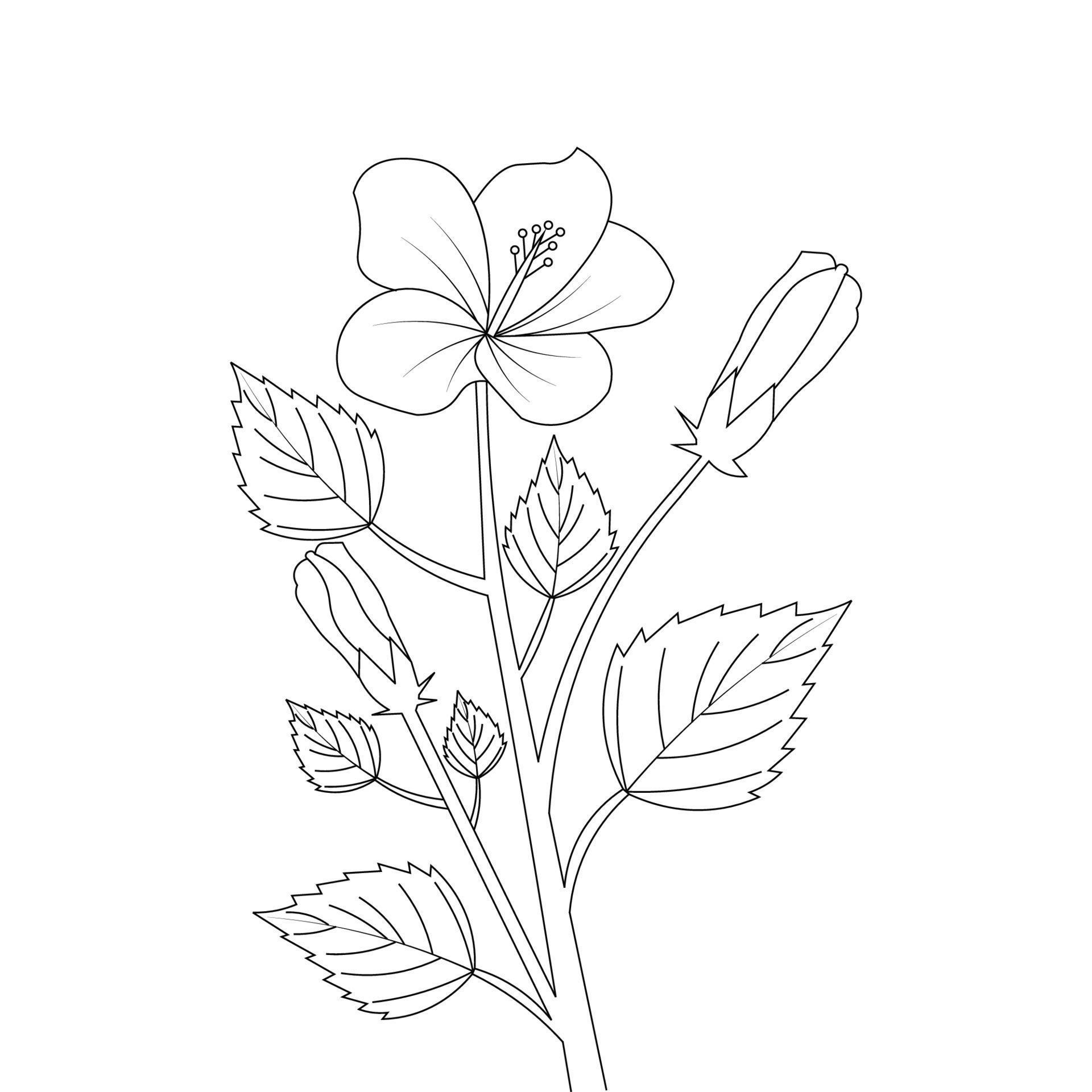 kids coloring page of hibiscus flower illustration with line art stroke ...