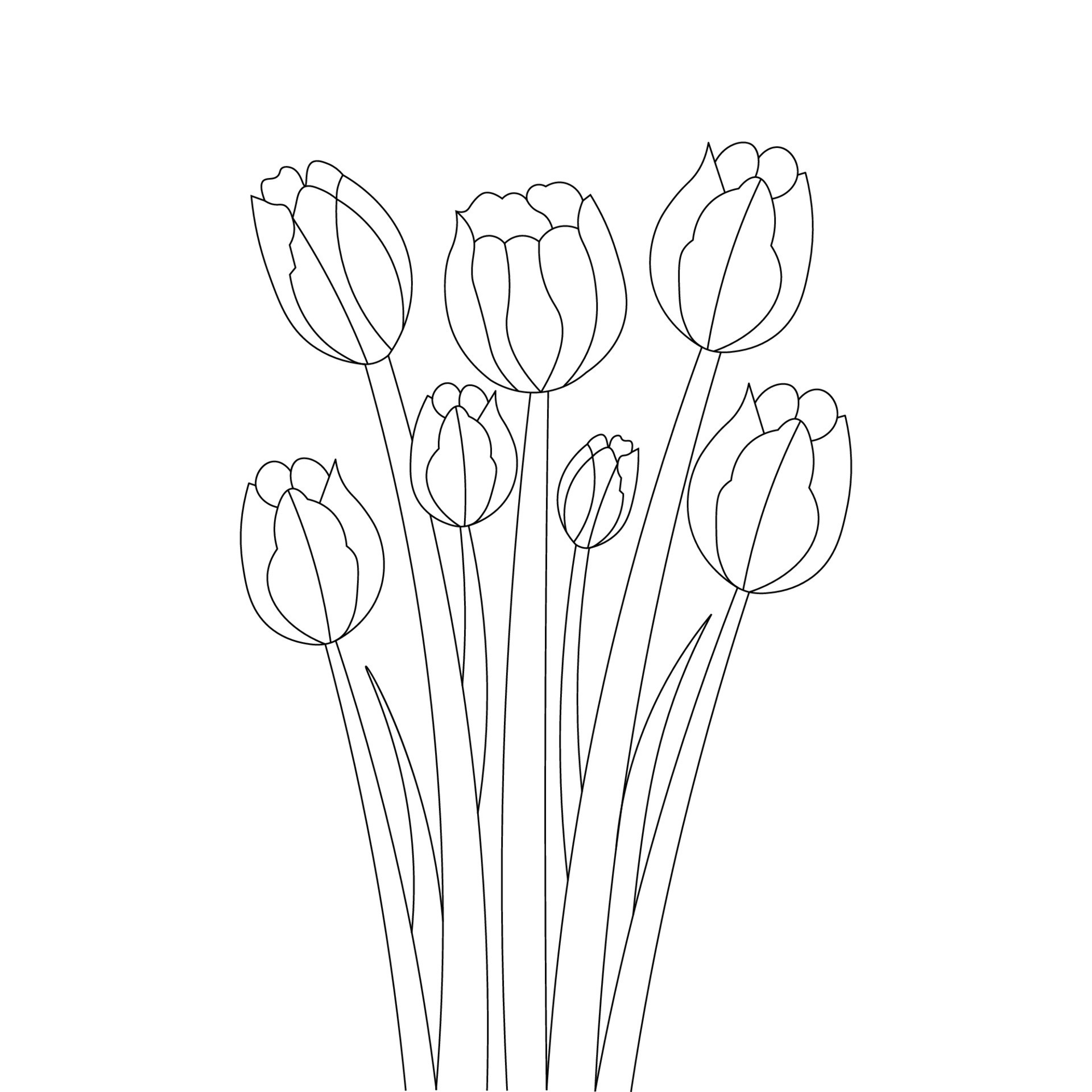 tulips pencil drawing