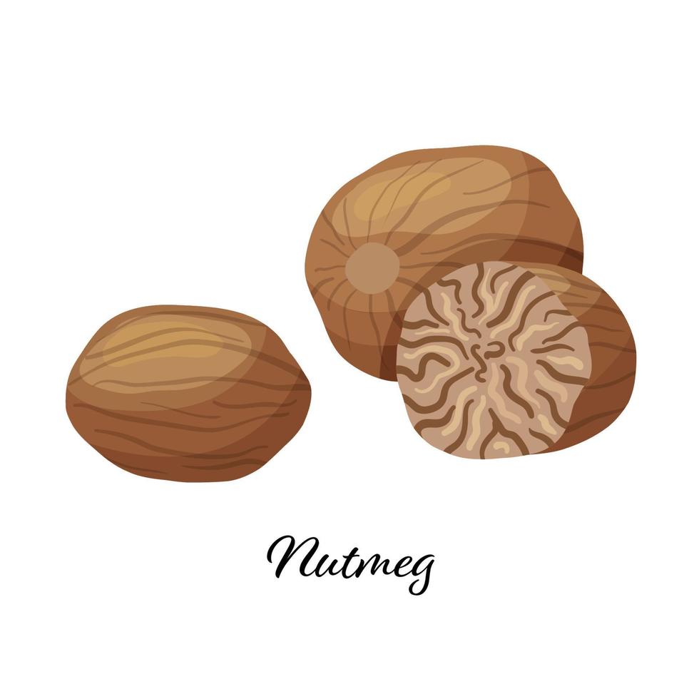 especia de cardamomo verde. ilustración vectorial aislado sobre fondo blanco. cardamomo para elemento de diseño culinario, decoración de paquetes, pegatina, etiqueta vector