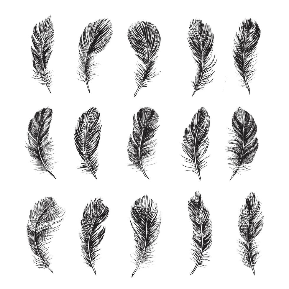 Feathers set. Hand drawn sketch illustrations. vector