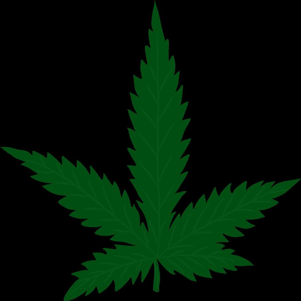 Cannabis or marijuana leaf painting on black background. vector