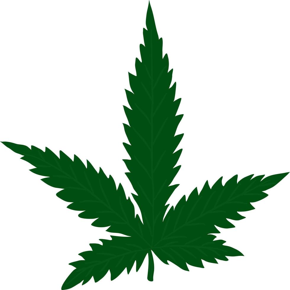 Cannabis or marijuana leaf painting for print or background. vector