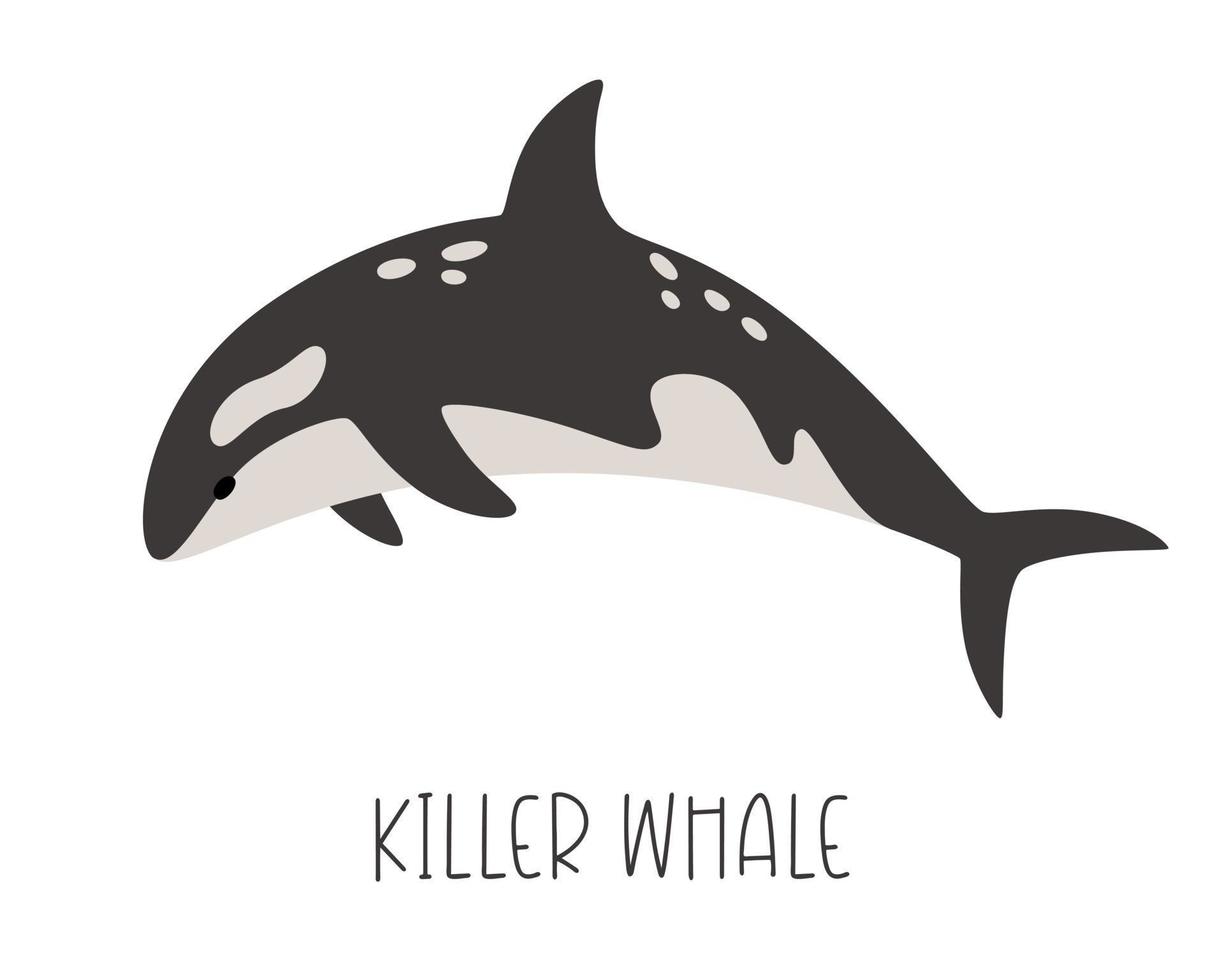 Isolated on a white background vector illustration of killer whales. Ocean animal.