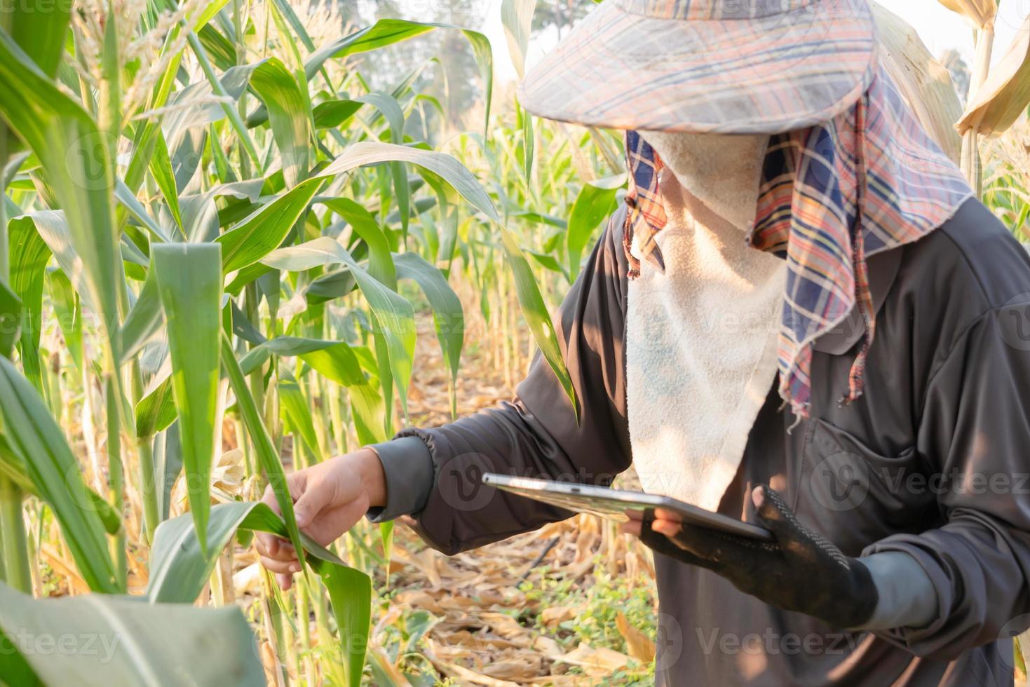 A farmer checking growth of corn and using technology photo