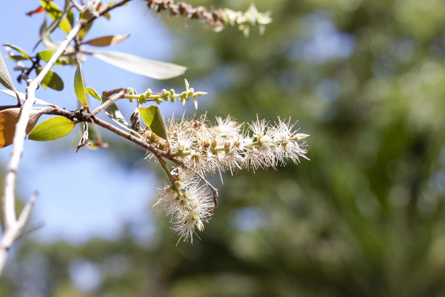 White flower of Melaleuca cajuputi Powell, Cajuput tree, paper bark tree or swamp tea tree with sunlight on blur nature background. photo