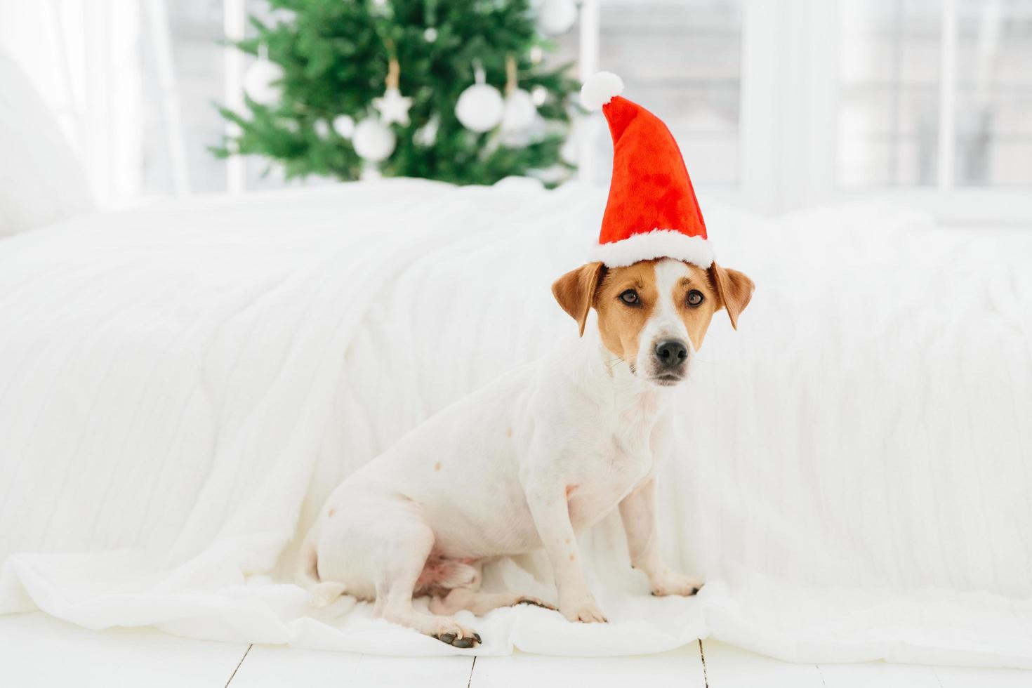 Holidays, winter time and animals concept. Dog sits on floor near bed on bedclothes, wears red Santa Claus hat, being in bedroom, Christmas tree behind photo