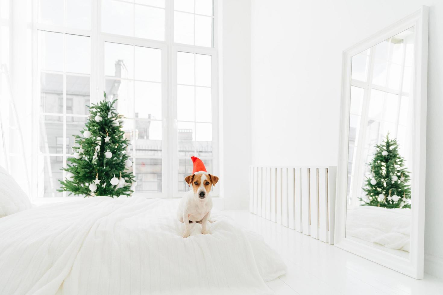 Shot of pedigree dog poses on comfortable bed in spacious bedroom with big windows, white mirror on floor, green decorated fir tree. Christmas time and animals. photo