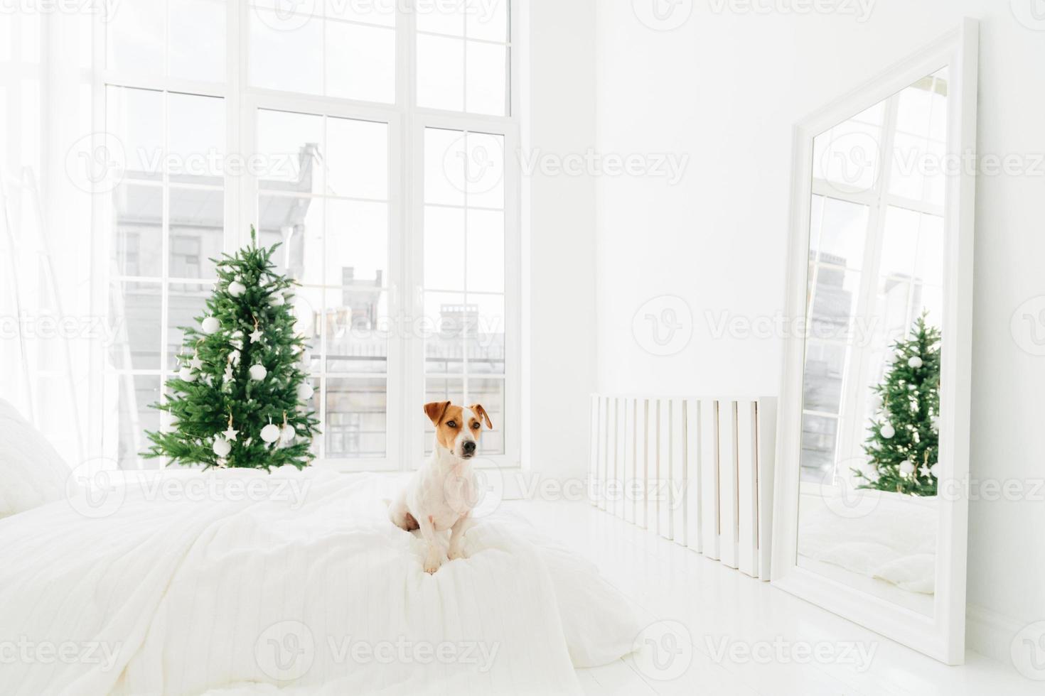 Photo of lovlely domestic animal sits on bed, poses in bedroom with white walls, big windows and mirror on floor, decorated New Year tree. Winter time, holiday, home concept