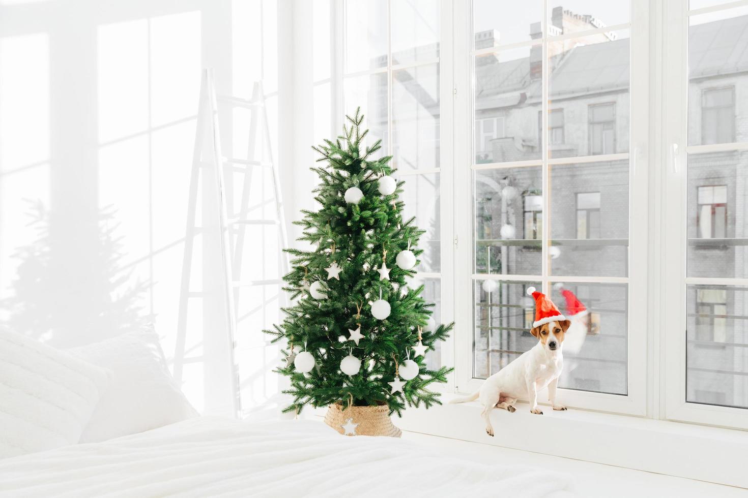 New Year decorated interior bedroom with white bed and jack russell terirer dog posing near big window, wears Santa Claus hat. Festive holiday day photo