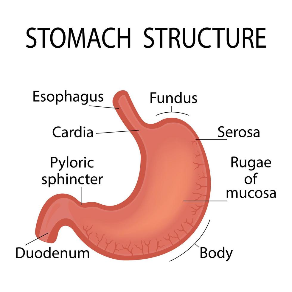 ilustración de la anatomía del estómago. esquema de educación médica en la biología del estómago. ilustración vectorial vector