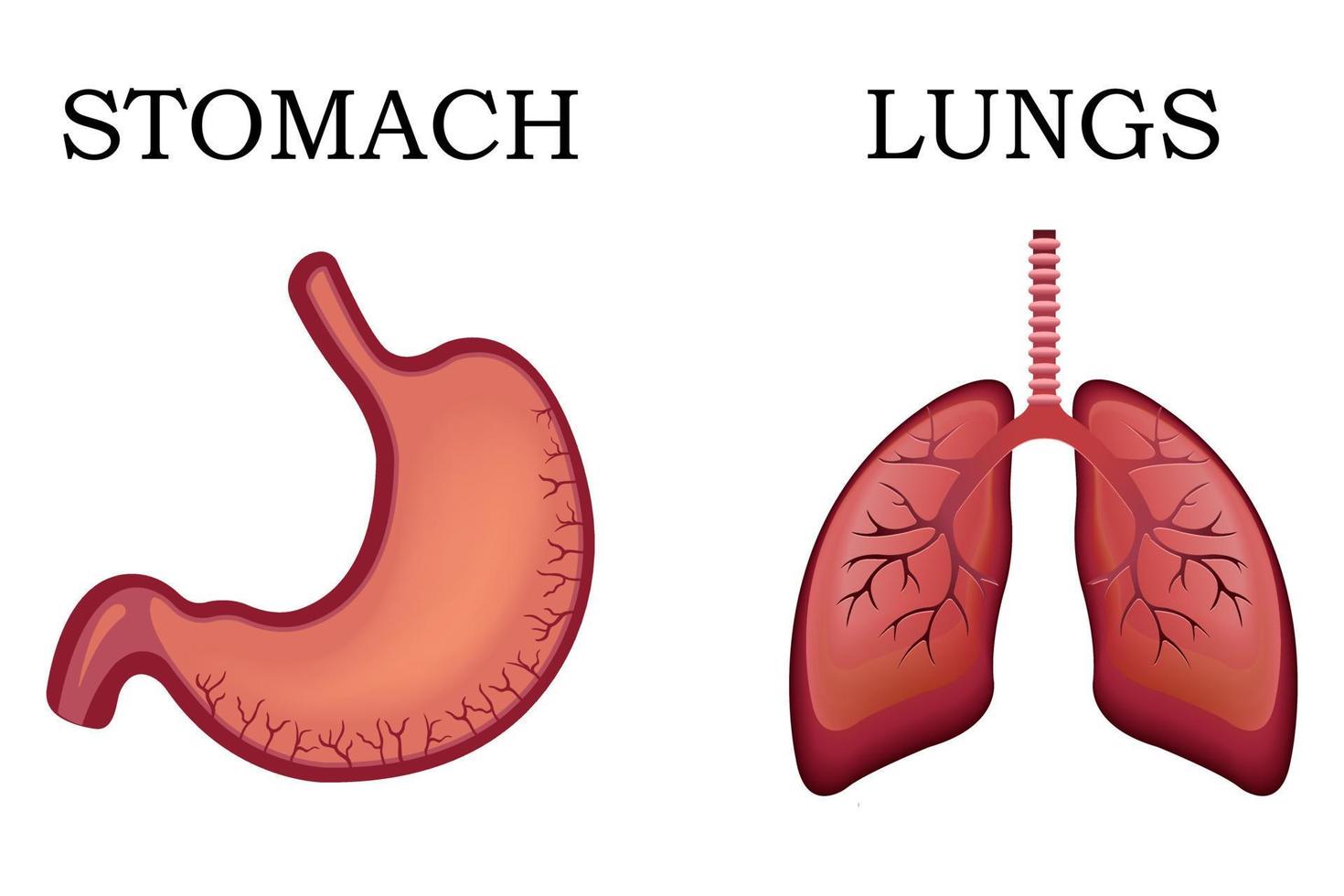 Realistic human internal organs, with lungs and stomach. vector