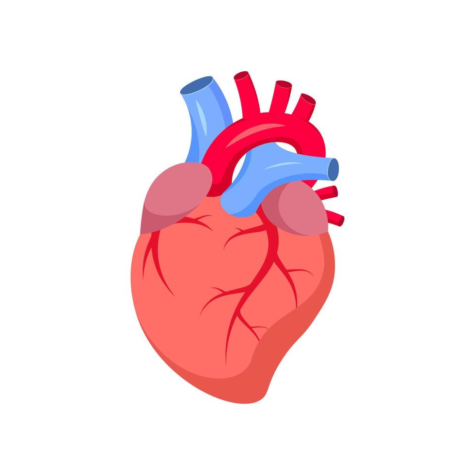 vector de corazón humano aislado