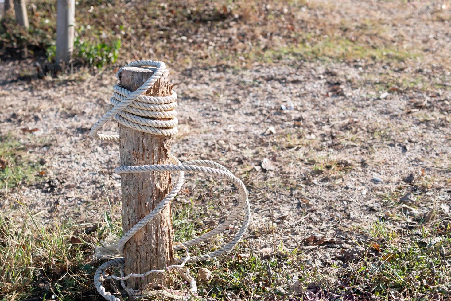 White rope tied with broken stump on the ground photo