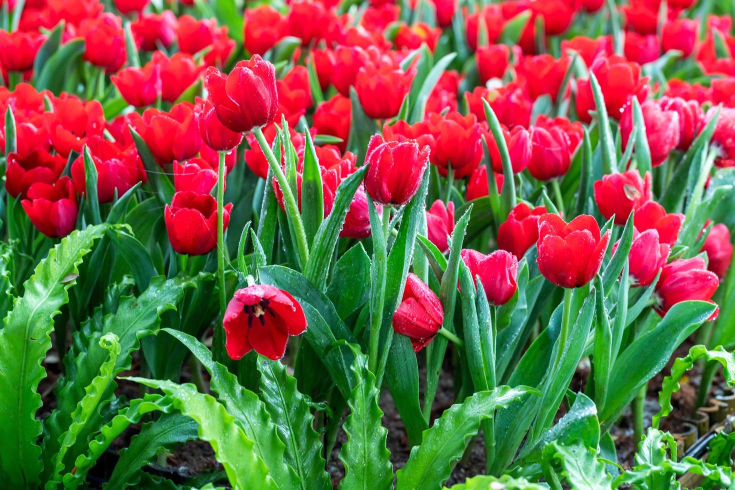 Red tulips and green leaves in the garden with freshness photo