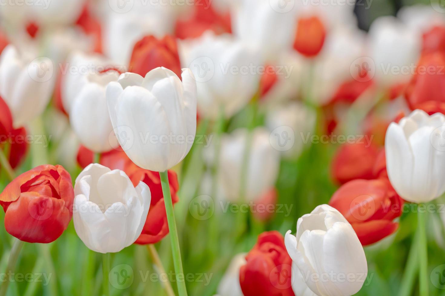 Red and white tulips and green leaves with freshness in the garden photo