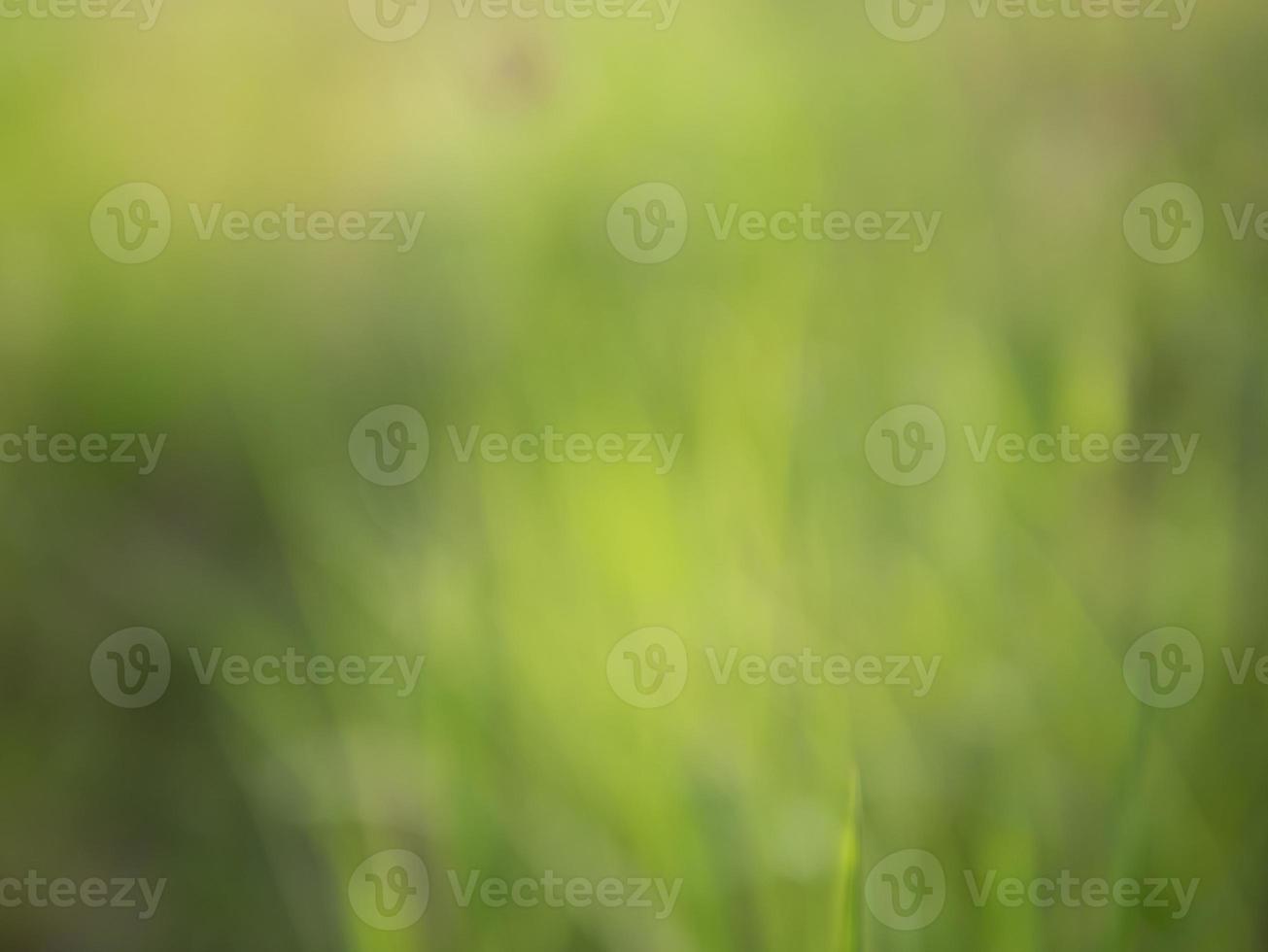 Abstract background and texture of green nature on grass filed photo