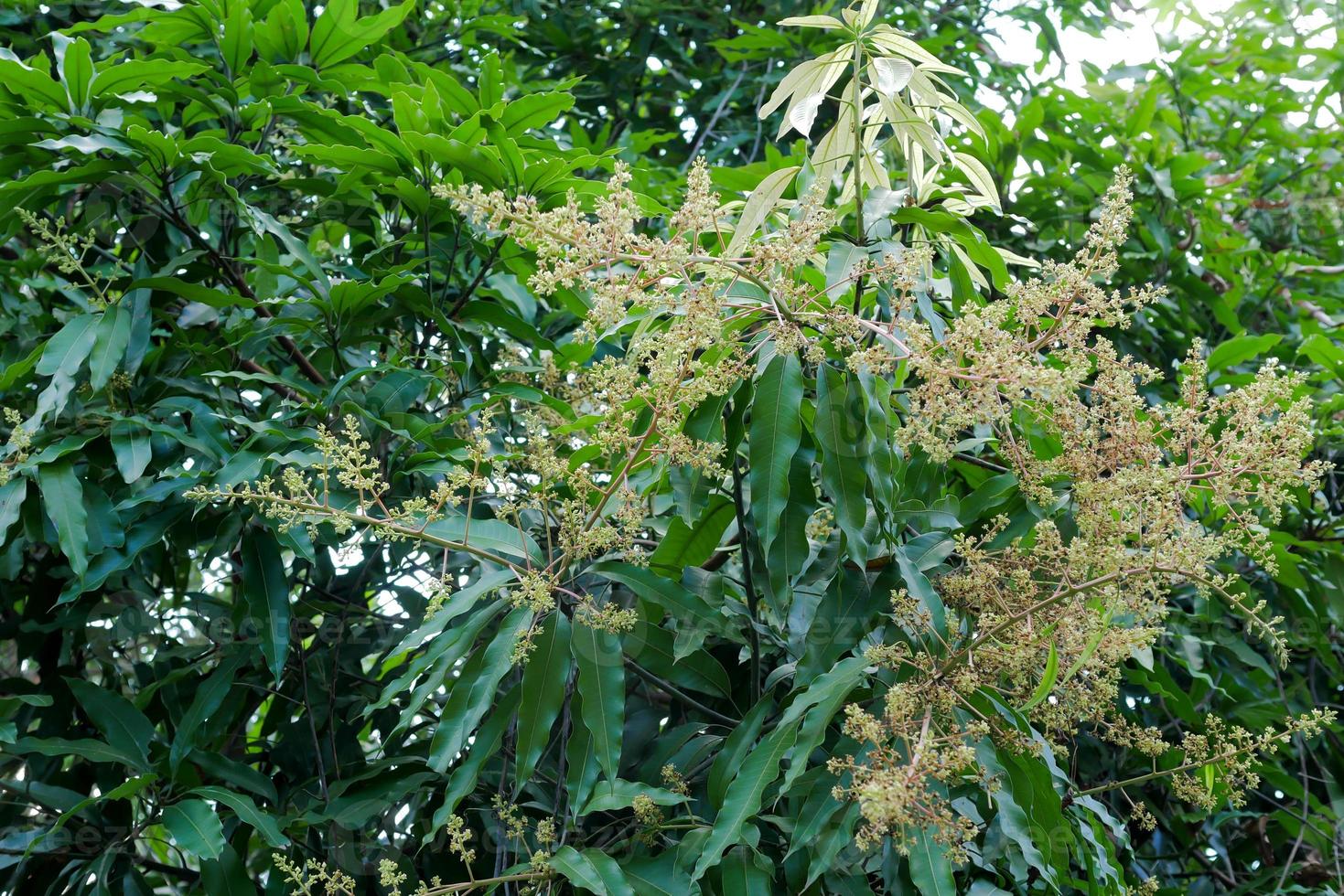 mango flowers bouquet on the green branch with tree photo