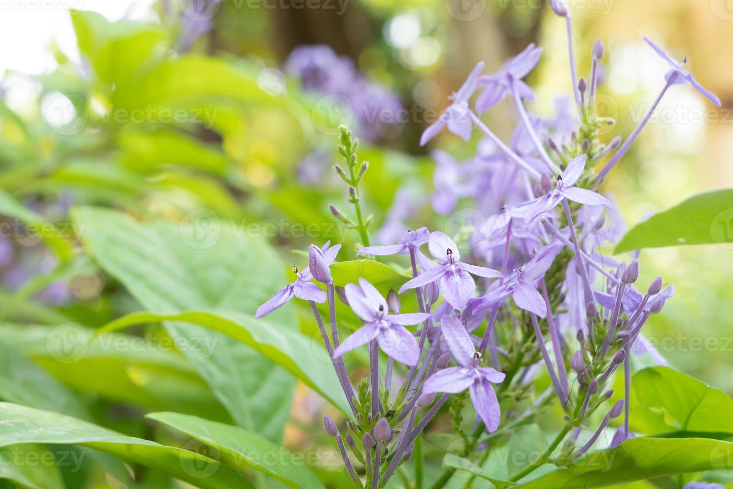 Group Violet Ixora or Pseuderanthemum andersonii Lindau background photo