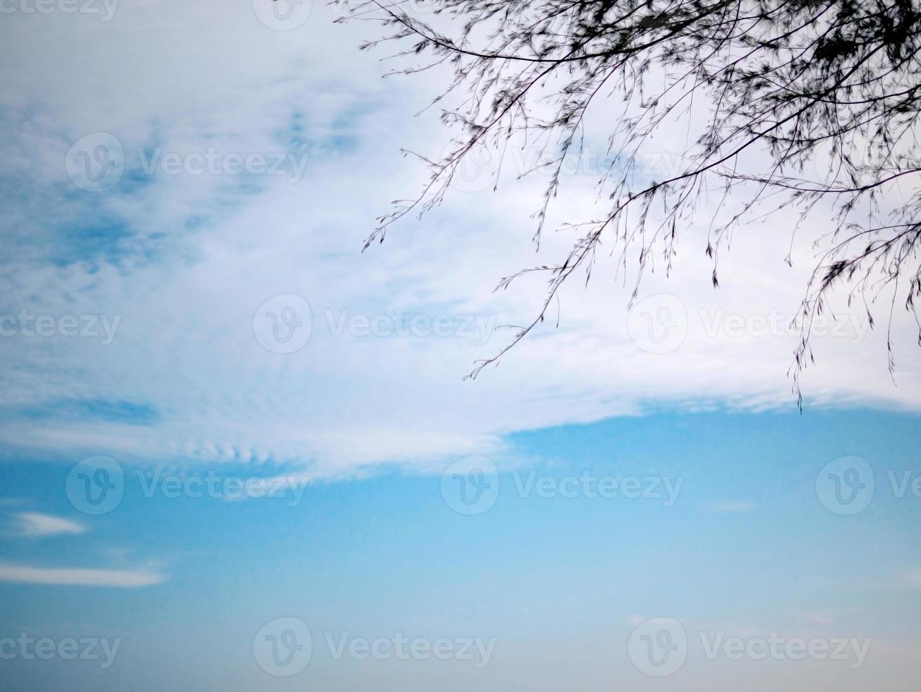 Pine branch part and clouds on the blue sky photo