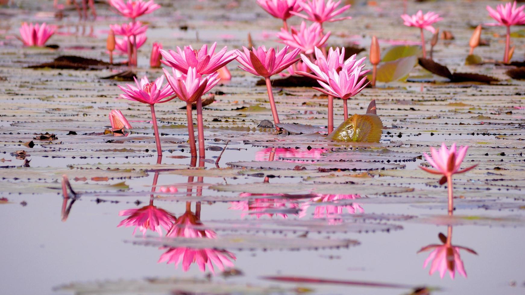 red lotus in the swamp photo