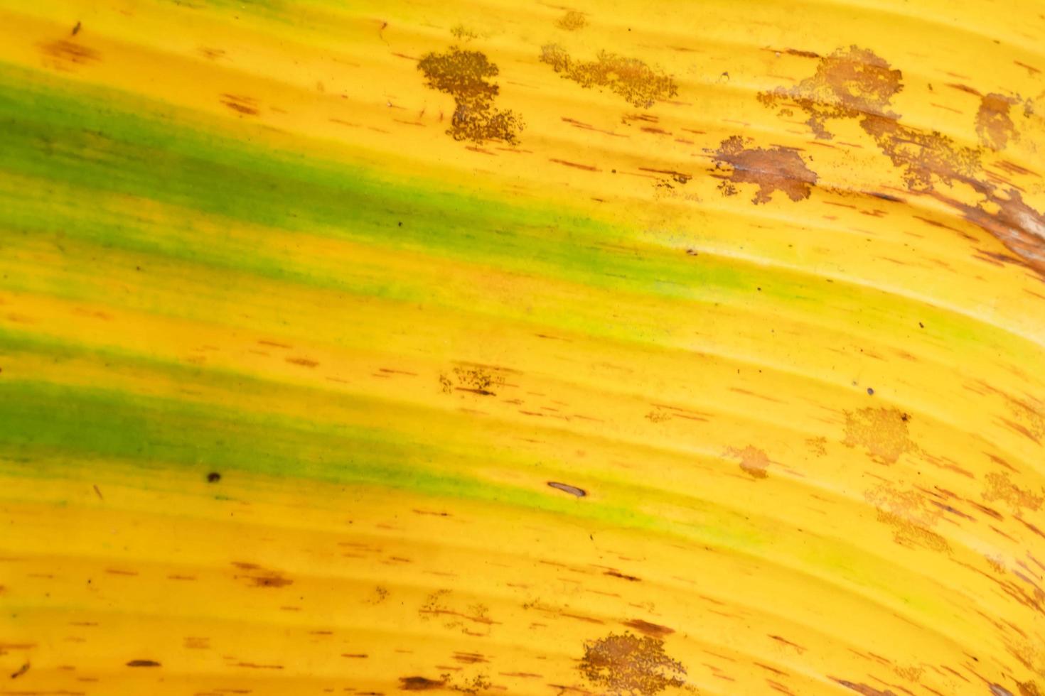 texture of yellow banana leaf with dirty on leaves 9010167 Stock Photo ...