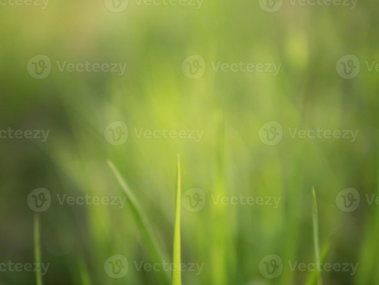 Blurred background and texture of grass filed in green nature photo