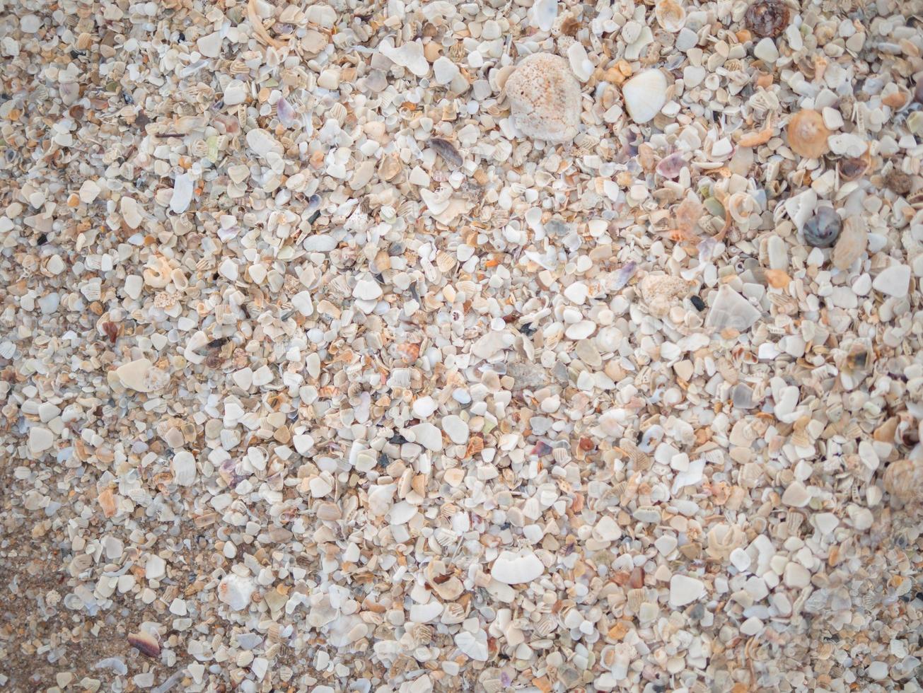 Abstract background of many break shells photo
