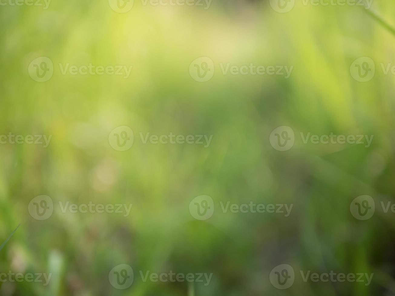 Blurred background and texture of grass filed photo