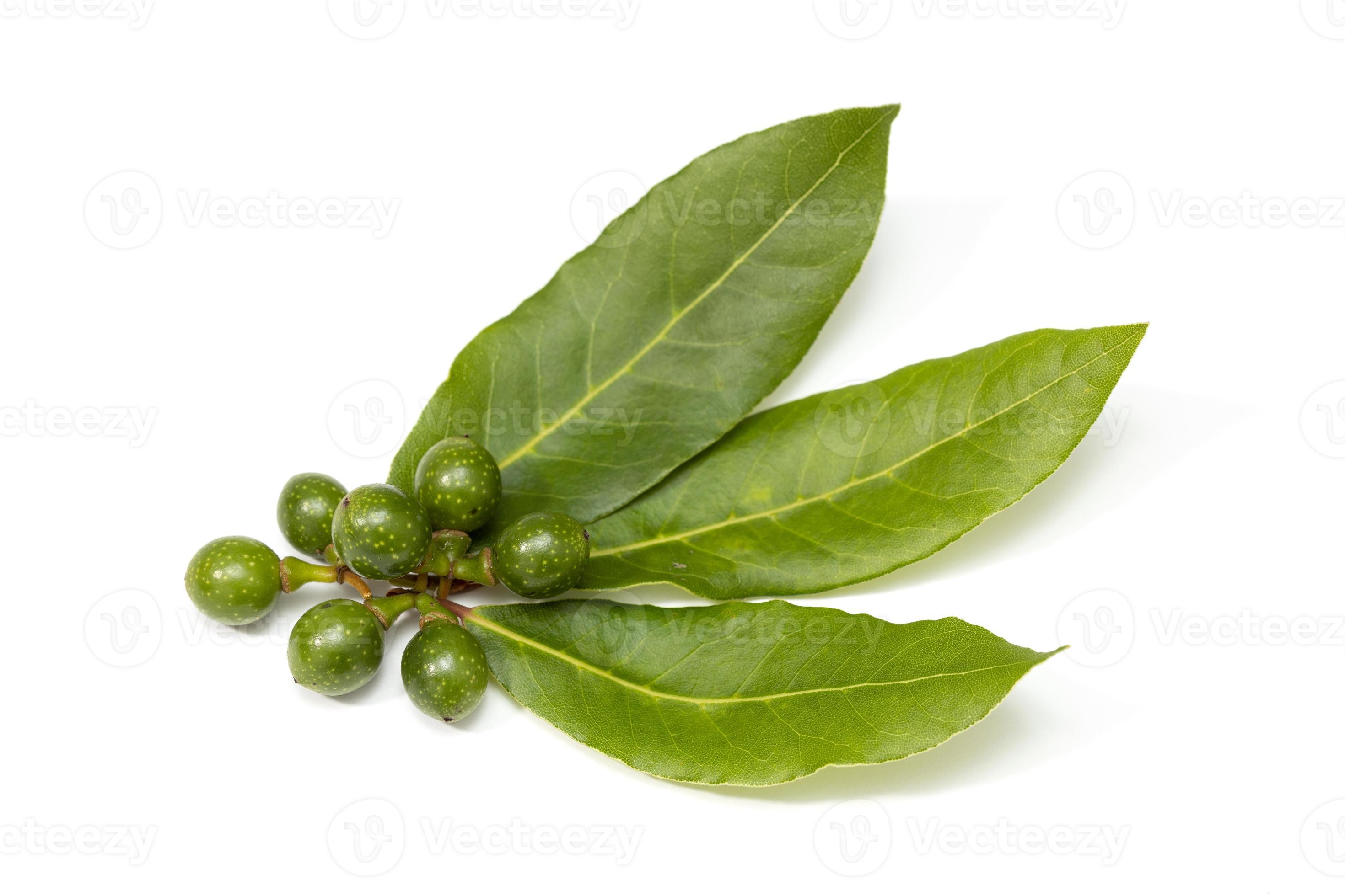 Fresh Bay laurel leaves and seeds isolated on white background. Laurus