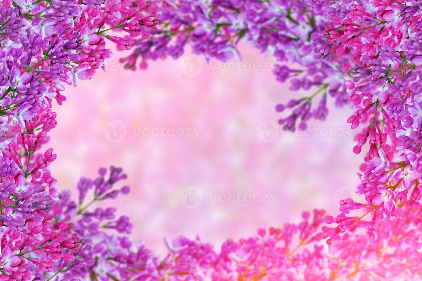 Bright and colorful flowers lilac photo