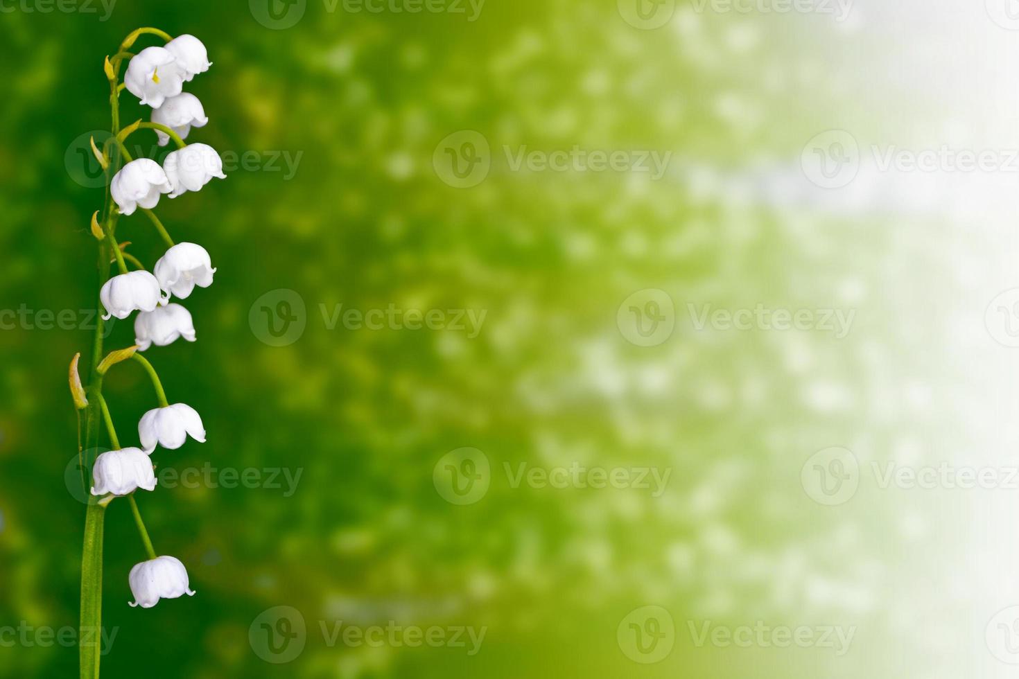 Spring landscape. flowers lily of the valley photo