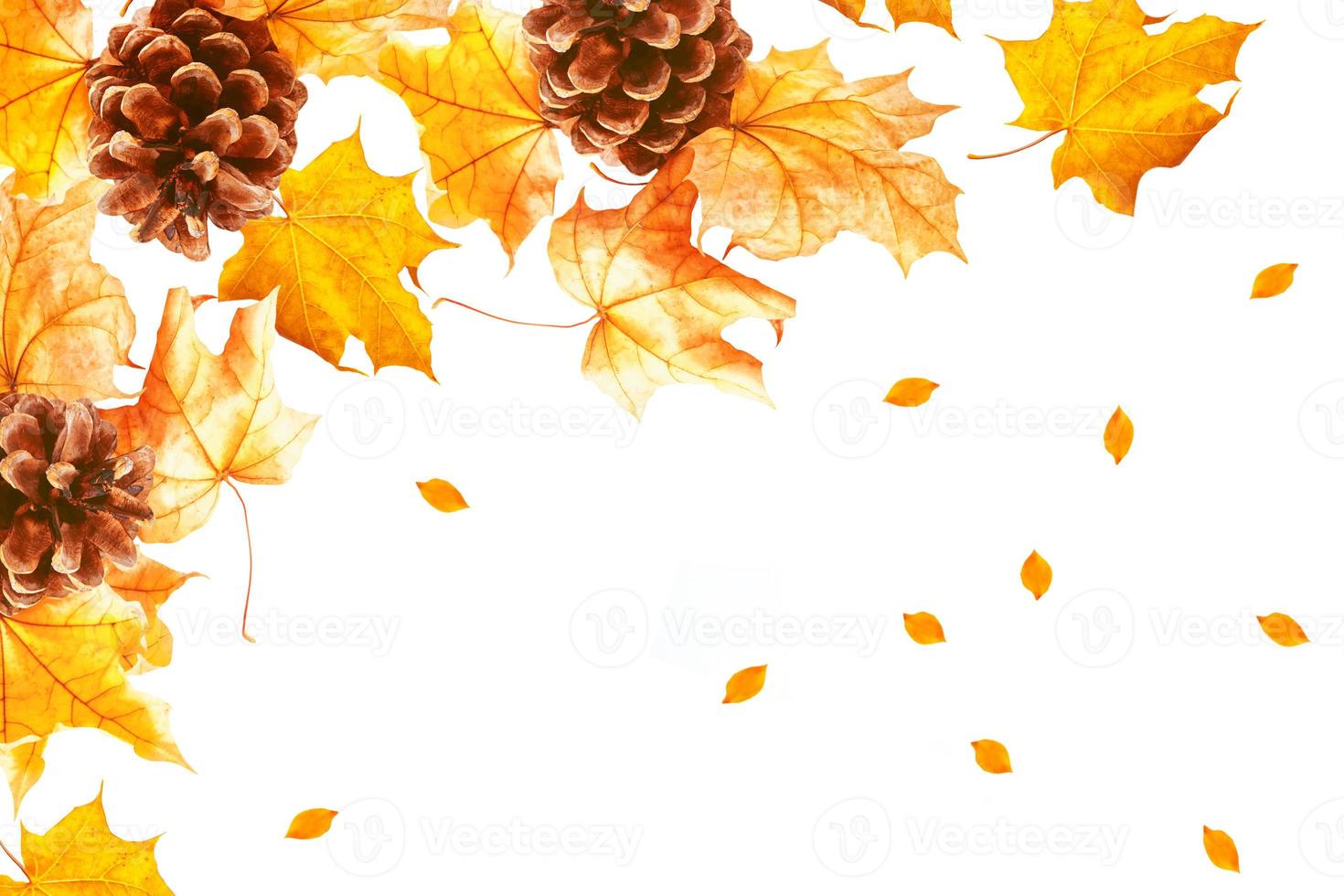 Bright colorful autumn leaves photo