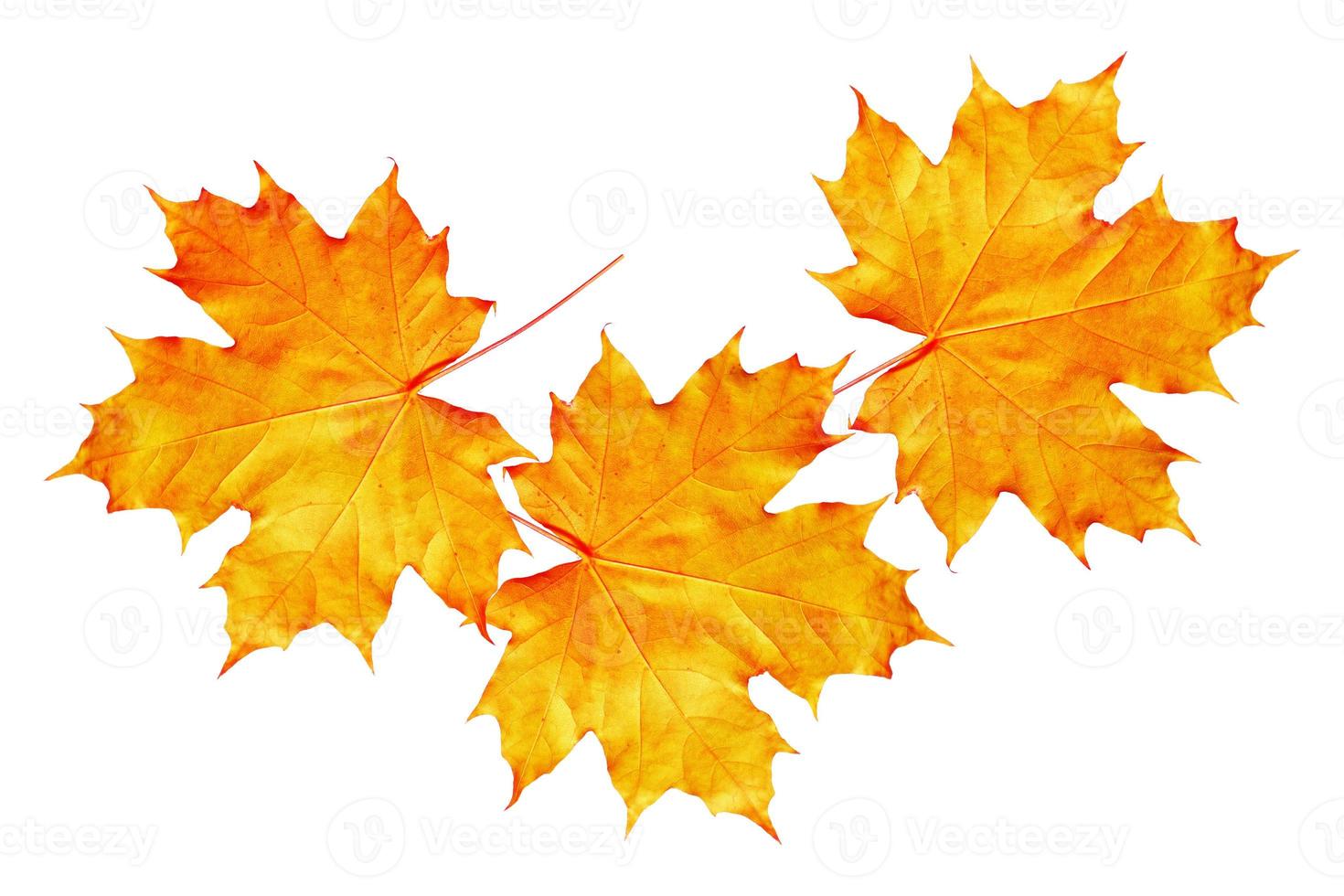Bright colorful autumn leaves photo