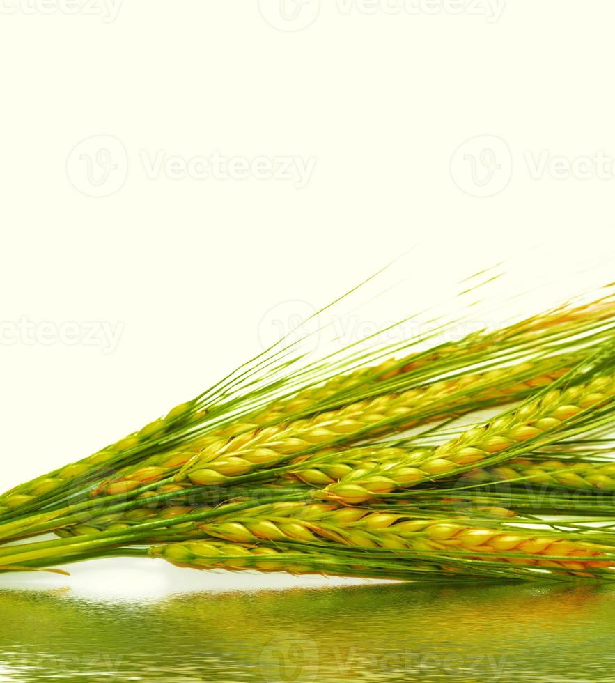 wheat ears isolated on white background. photo