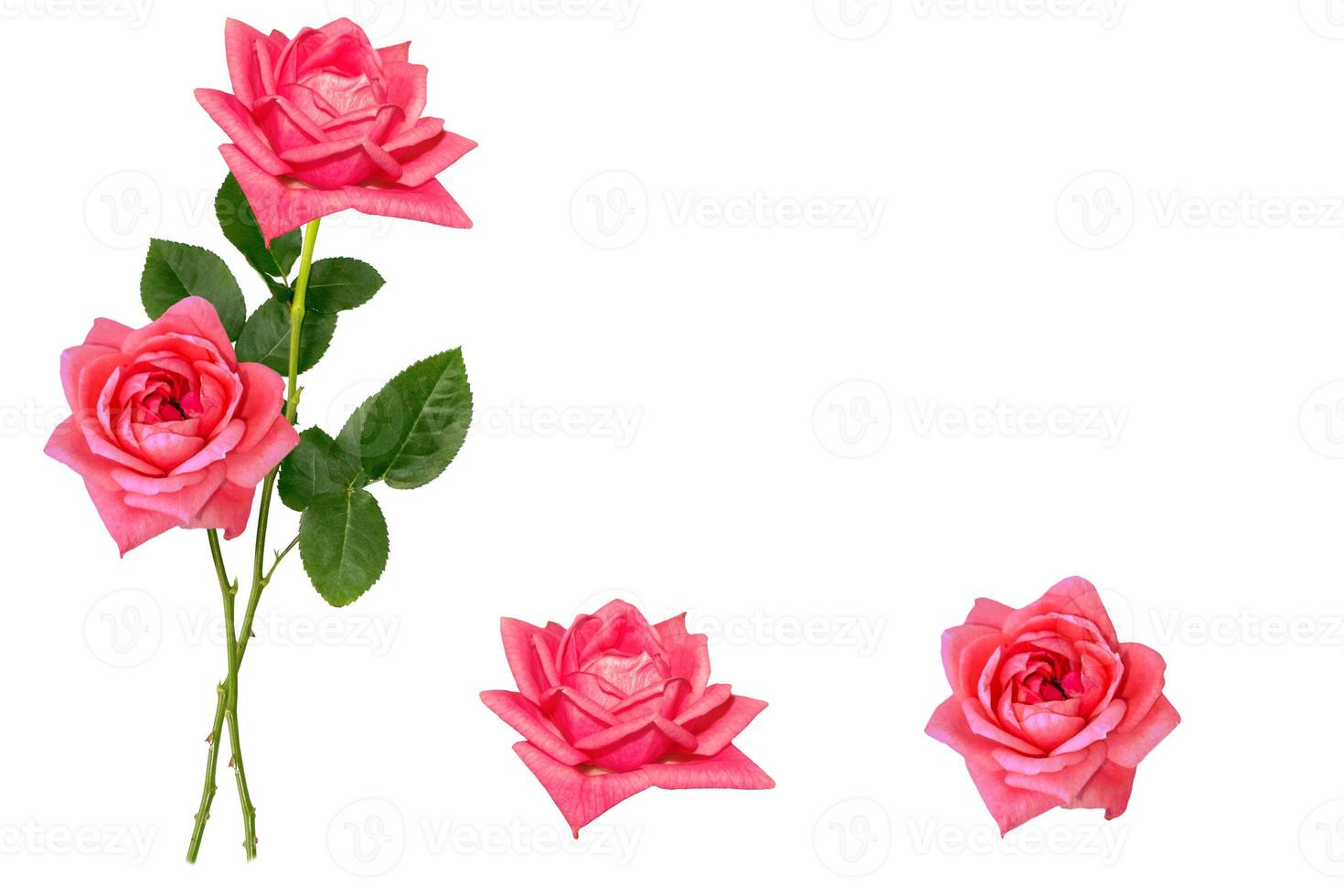 Flower bud roses on a white background photo