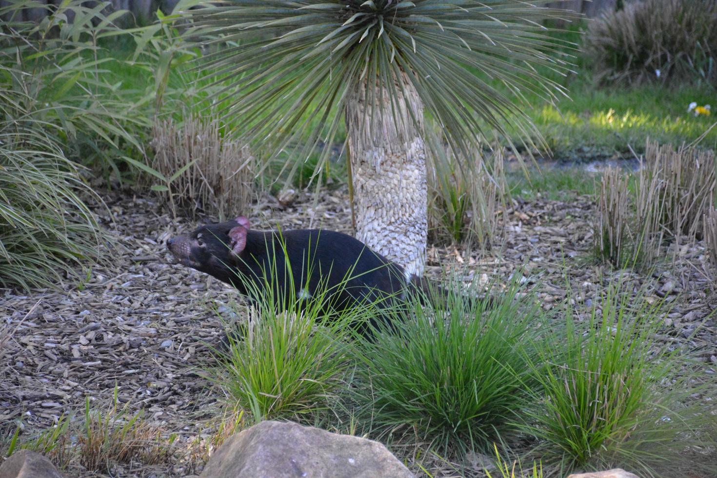 A Tasmanian devil photo