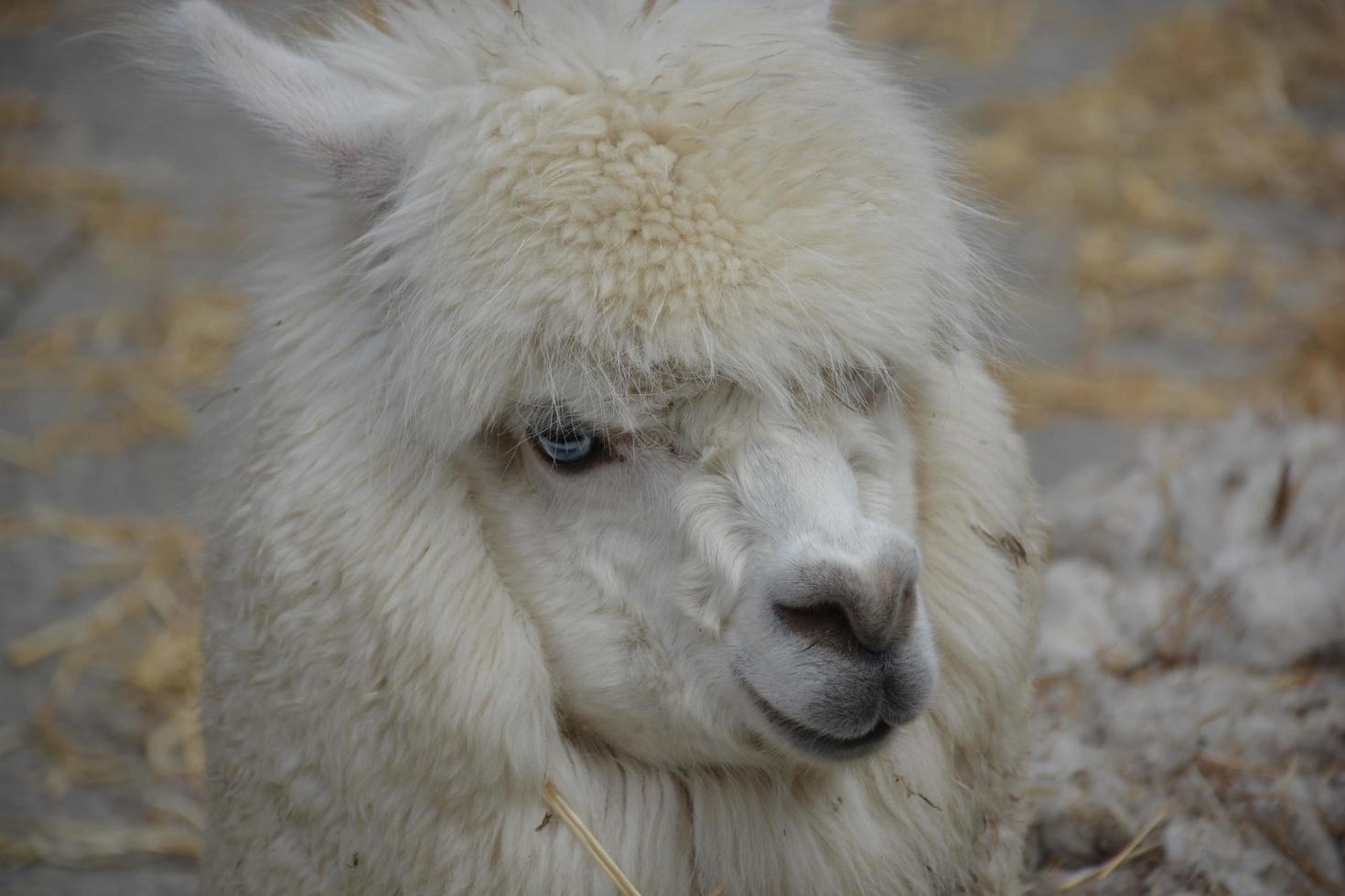 Closeup of a white alpaca photo