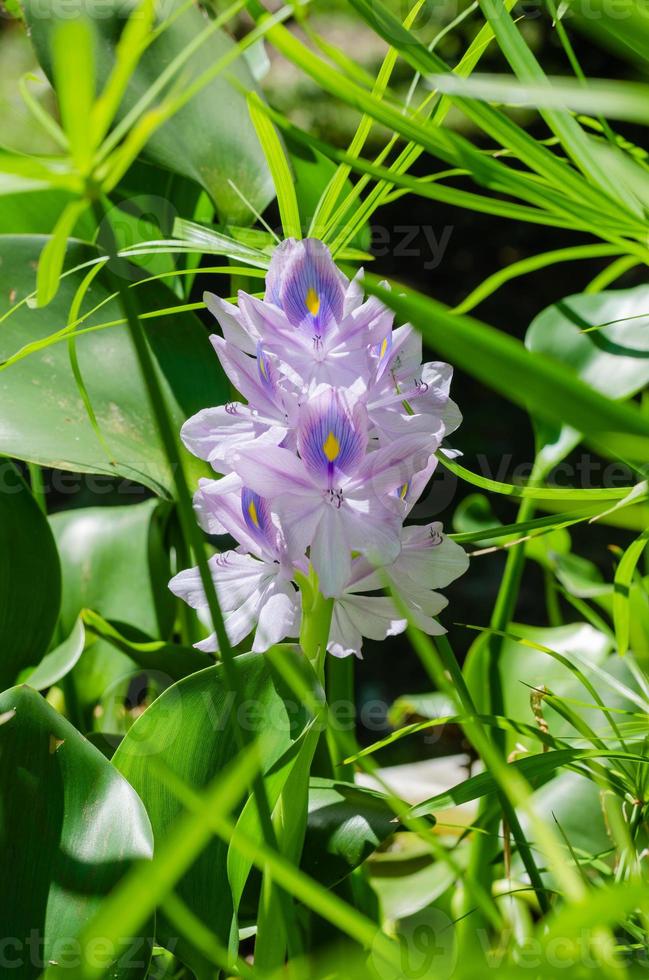 Water Hyacinth Flower or Eichhornia Crassipes Blooming in Sunlight photo