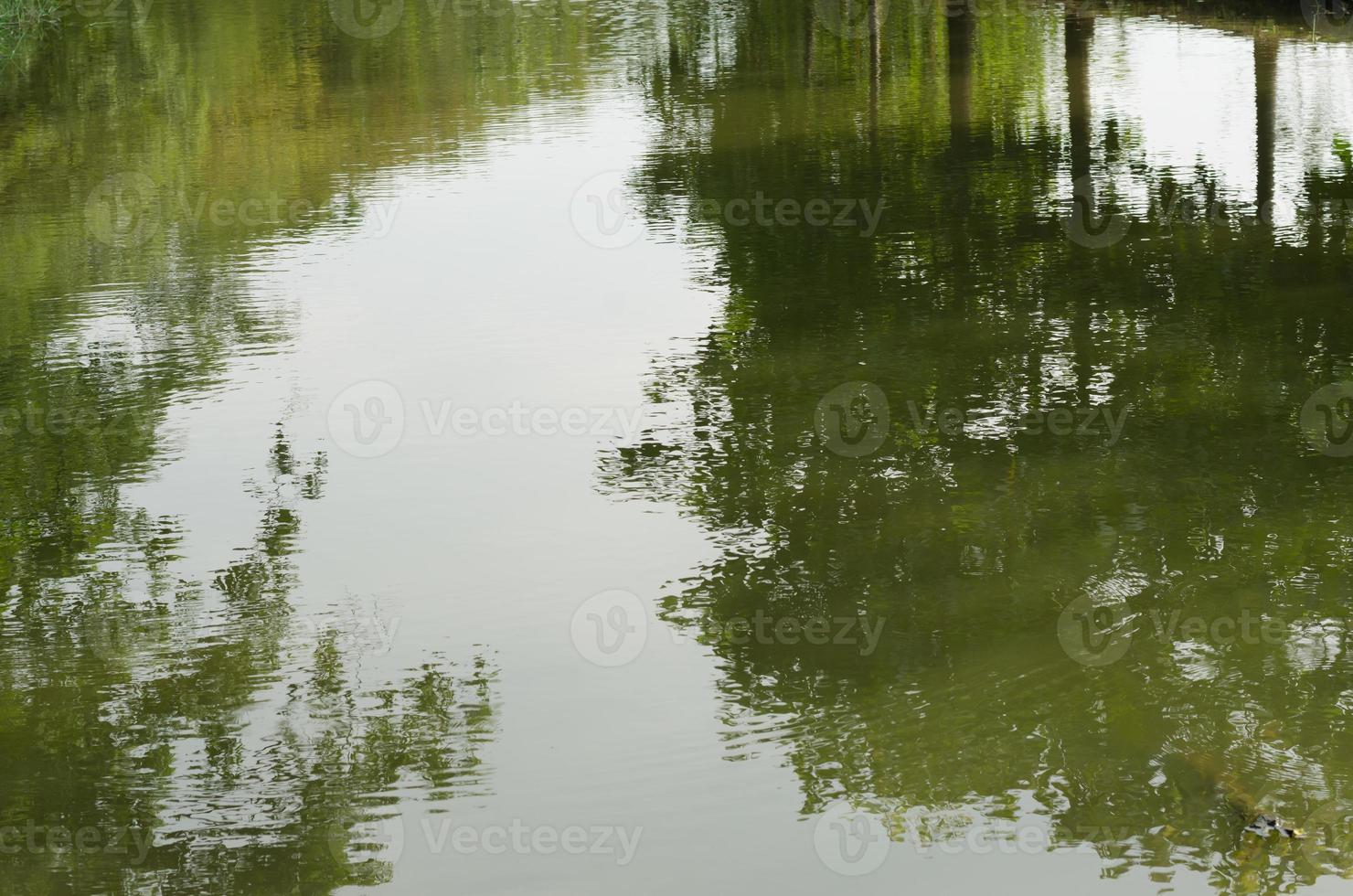 la sombra del árbol se refleja en el agua del estanque para obtener un fondo natural. foto