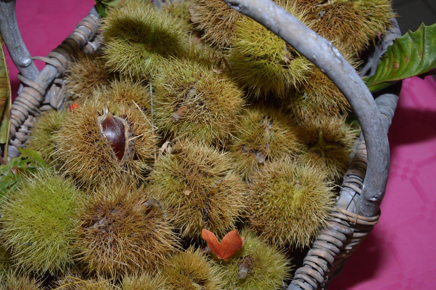 Chestnuts in a braided basket photo